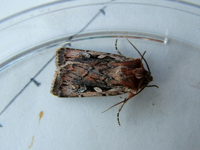 Heath Rustic